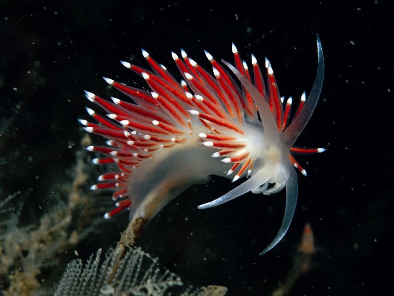 The joy of Sea Slugs!